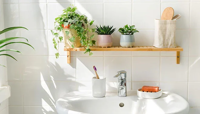 Bathroom Plants: How to Transform Your Space with Nature’s Touch