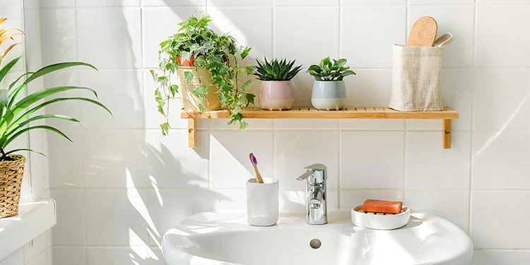 bathroom plants