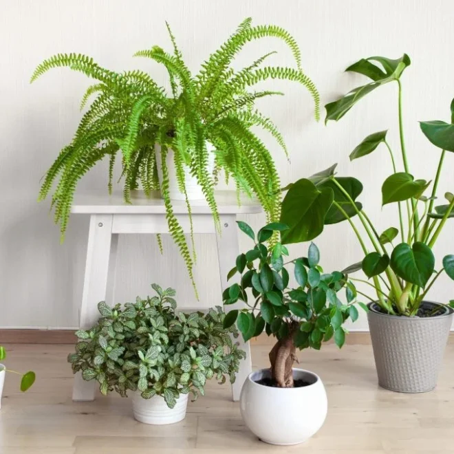 Indoor Plants That Don’t Need Sun: Bringing Nature into Every Corner of Your Home