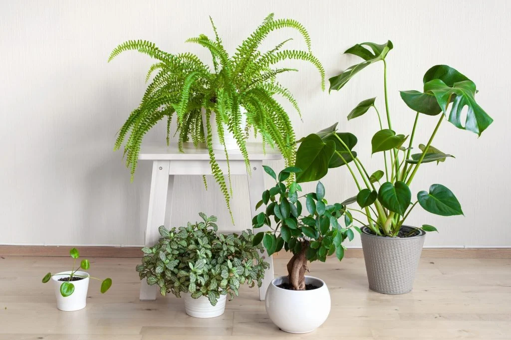 indoor plants that don't need sun