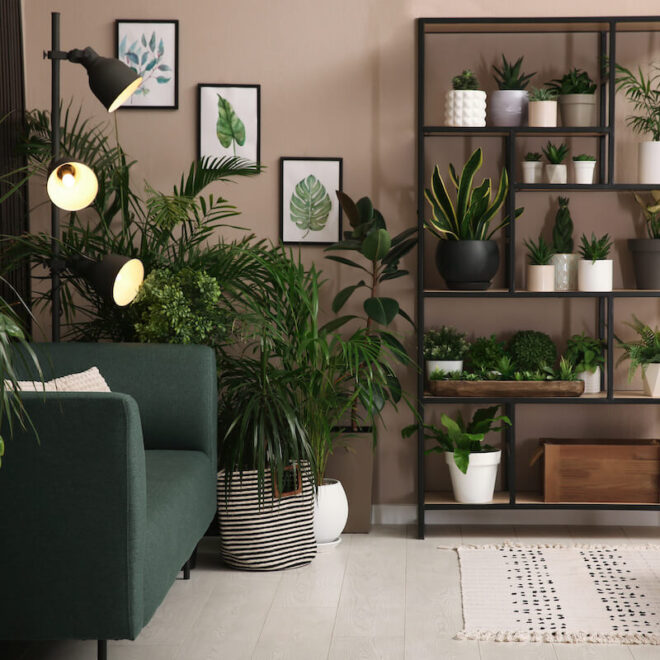 Low Light Indoor Plants: Bringing Greenery into Your Home with Ease
