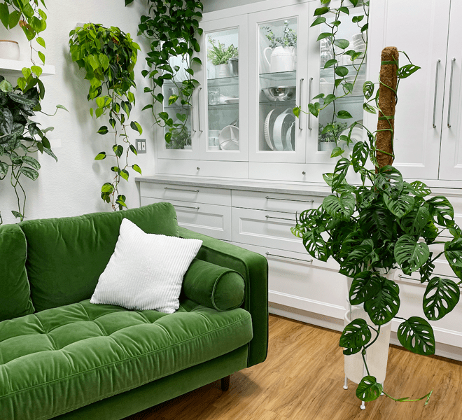 The Swiss Cheese Plant: A Comprehensive Guide to Monstera Deliciosa with Stats and Sources